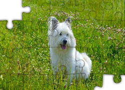 Piesek, Biały, Mały, Trawa