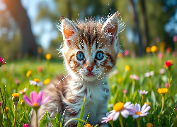 Kot, Kotek, Łąka, Kwiaty, Grafika AI