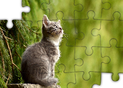 Kotek, Gałązki, Choinka