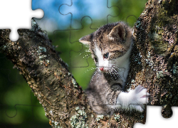 Kotek, Drzewo, Konary