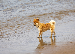 Pies, Plaża, Piasek, Woda