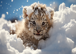 Młody, Tygrys, Śnieg