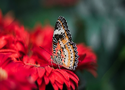 Motyl, Cethosia cyane, Mandaryn pstry, Czerwony, Kwiat