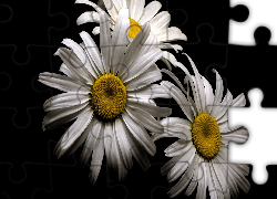 Kwiaty, Margerytki, Ciemne tło