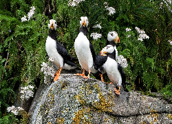 Ptaki, Maskonury, Kamień, Roślinność