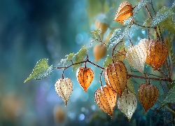 Mokra, Miechunka rozdęta, Grafika AI