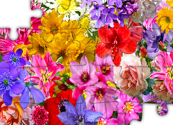 Kwiaty, Róże, Lilie, Astry, Amarylis, Powojnik, Grafika