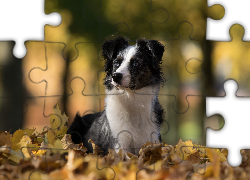 Owczarek australijski-australian shepherd, Liście