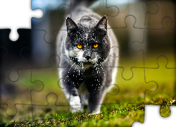 Kot, Miodowe, Oczy, Trawa