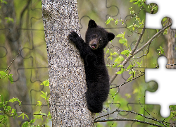 Młody, Niedźwiadek amerykański, Niedźwiedź czarny, Baribal, Drzewo, Las