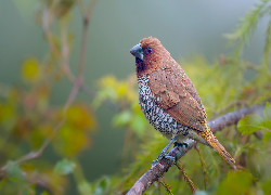 Ptak, Mniszka muszkatowa, Gałązka