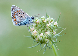 Owad, Motyl, Modraszek ikar, Roślina, Zbliżenie