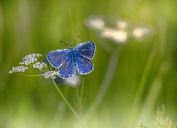 Motyl, Modraszek ikar, Kwiatek