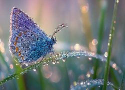 Motyl, Modraszek, Trawa, Źdźbło, Krople, Rosa, Grafika AI