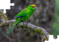 Zielona, Papuga, Modrolotka żółtoczapeczkowa
