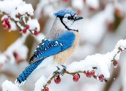 Śnieg, Ptak, Modrosójka, Czerwone, Owoce, Ośnieżona, Gałązka