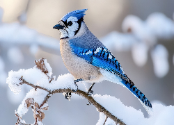 Zima, Ptak, Modrosójka, Ośnieżona, Gałązka
