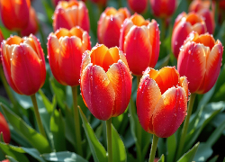 Tulipany, Czerwone, Kwiaty, Krople, Listki, Zbliżenie