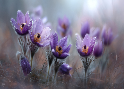 Mokre, Fioletowe, Sasanki, Kwiaty, Grafika AI