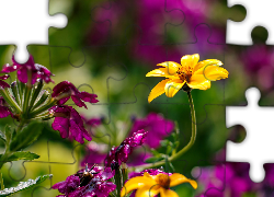 Kwiaty, Fioletowe, Żółty