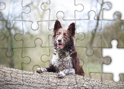 Pies, Border collie, Drzewo, Rośliny
