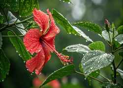 Hibiskus, Czerwony, Kwiat, Krople, Mokre, Liście, Grafika