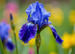 Kwiat, Niebieski, Irys, Krople, Zbliżenie