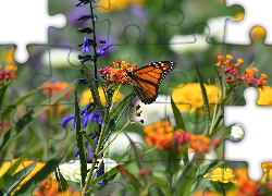 Motyl, Danaid wędrowny, Monarcha, Kolorowe, Kwiaty