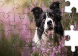 Pies, Border collie, Wrzosy