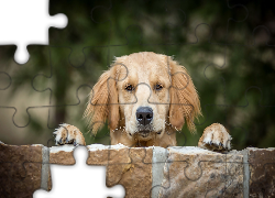 Piesek, Mordka, Murek