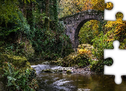 Las, Rzeka, Shimna River, Most, Foleys Bridge, Rośliny, Hrabstwo 
Down, Irlandia Północna