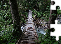 Most wiszący Las, Drzewa, Potok