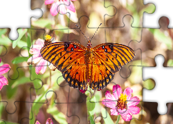 Motyl, Agraulis vanillae, Kwiaty