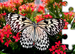 Czarno-biały, Motyl, Kwiaty, Zbliżenie