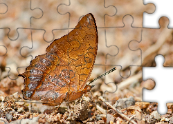 Brązowy, Motyl, Charaxes affinis