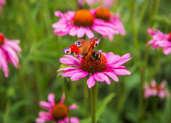Motyl, Trzmiel, Kwiat, Jeżówka