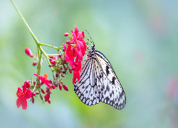 Motyl, Idea leuconoe, Kwiatek, Czerwony
