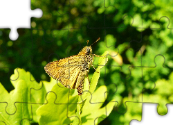 Motyl, Karłątek kniejnik