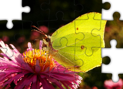 Motyl, Latolistek cytrynek, Kwiat, Aster