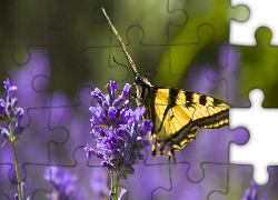 Motyl monarha,  Lawenda wąskolistna