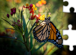 Motyl monarcha, Danaid wędrowny, Kwiat