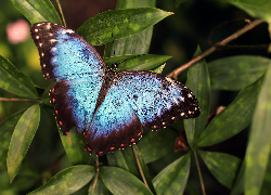 Niebiesko-czarny, Motyl, Morpho peleides, Liście
