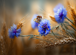 Chabry, Niebieskie, Kwiaty, Zboże, Motyl, Grafika AI