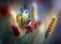 Motyl, Owad, Czerwony, Kwiat, Kłos, Grafika AI