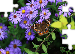 Motyl, Fioletowe, Kwiaty, Astry