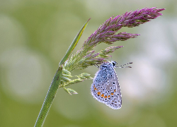 Motyl, Modraszek ikar, Kwiat, Roślina