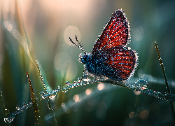 Motyl, Owad, Źdźbło, Trawa, Krople, Rosa, Grafika AI