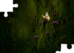 Kwiaty, Ostrożeń, Motyl