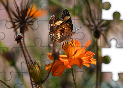 Motyl, Pomarańczowy, Kwiat