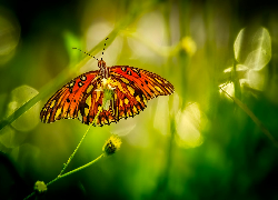 Motyl, Roślina, Zbliżenie